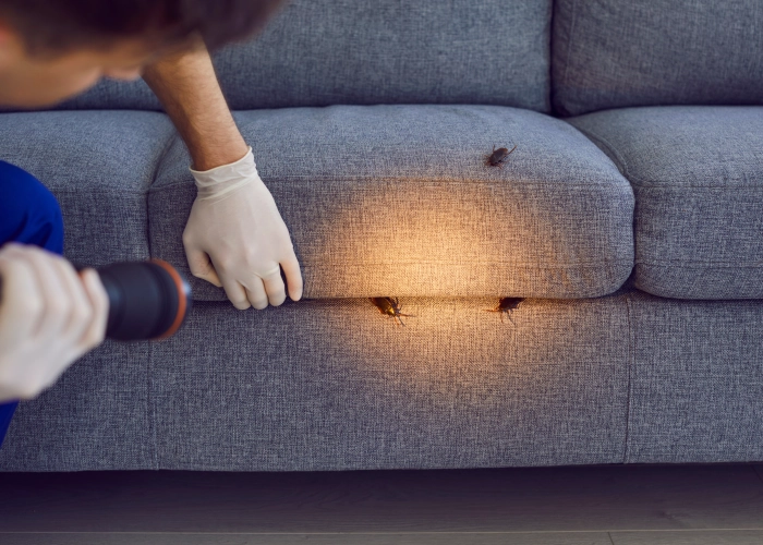 Tratamiento contra chinches en Barbastro 22300